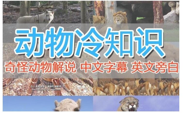 外面国外纪录片解说动物解说美食中视频